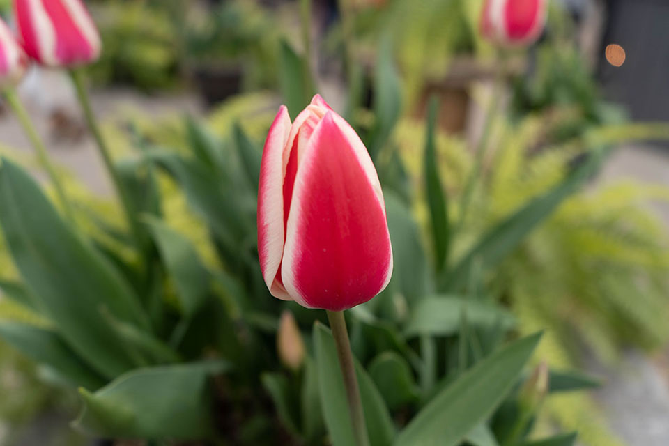 tulips