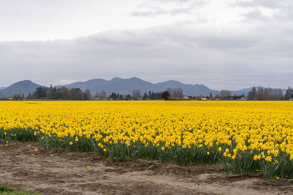 daffodils