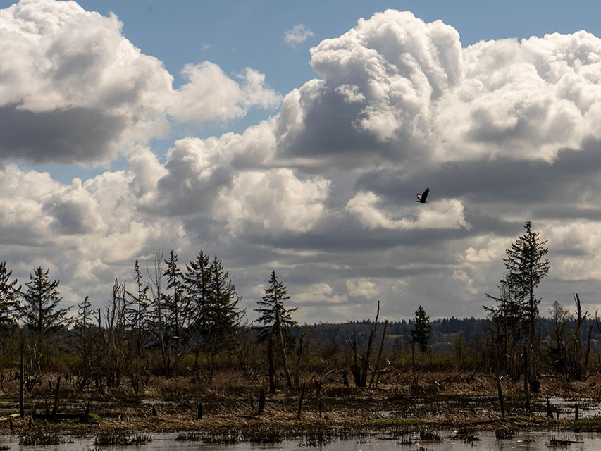 bald eagle