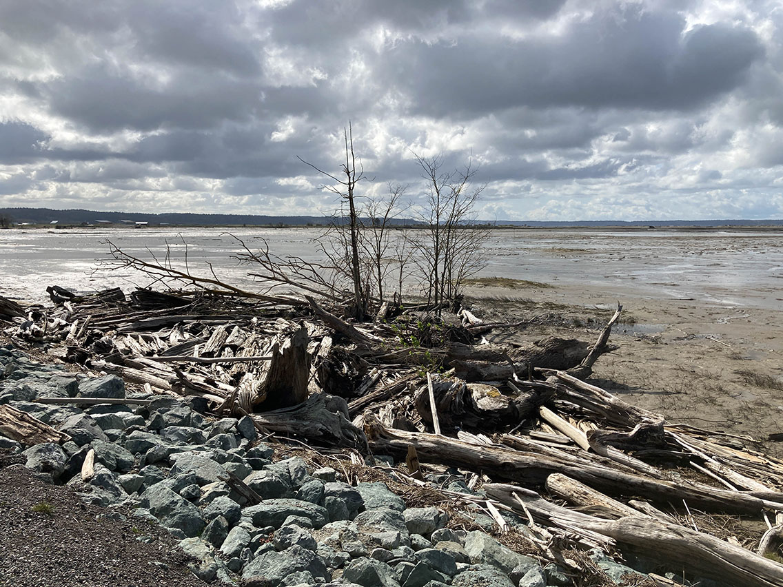 Skagit Wildlife Area-Leque Island