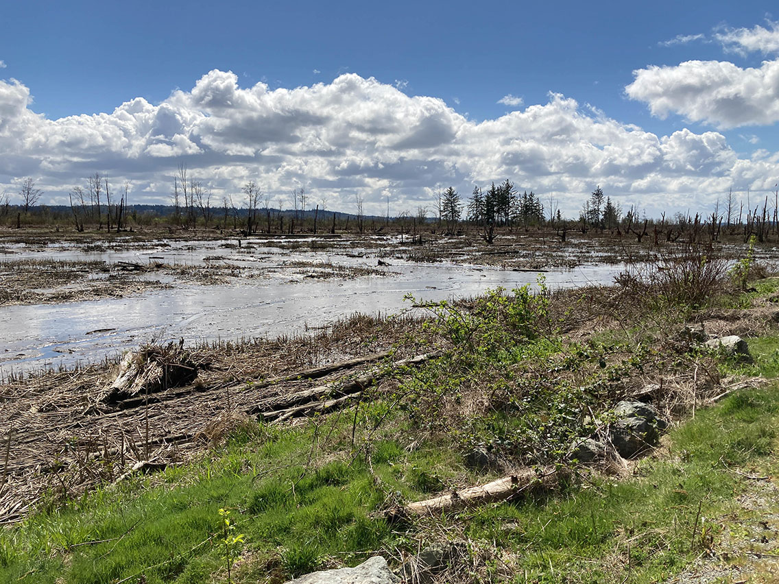 Skagit Wildlife Area-Wiley Slough