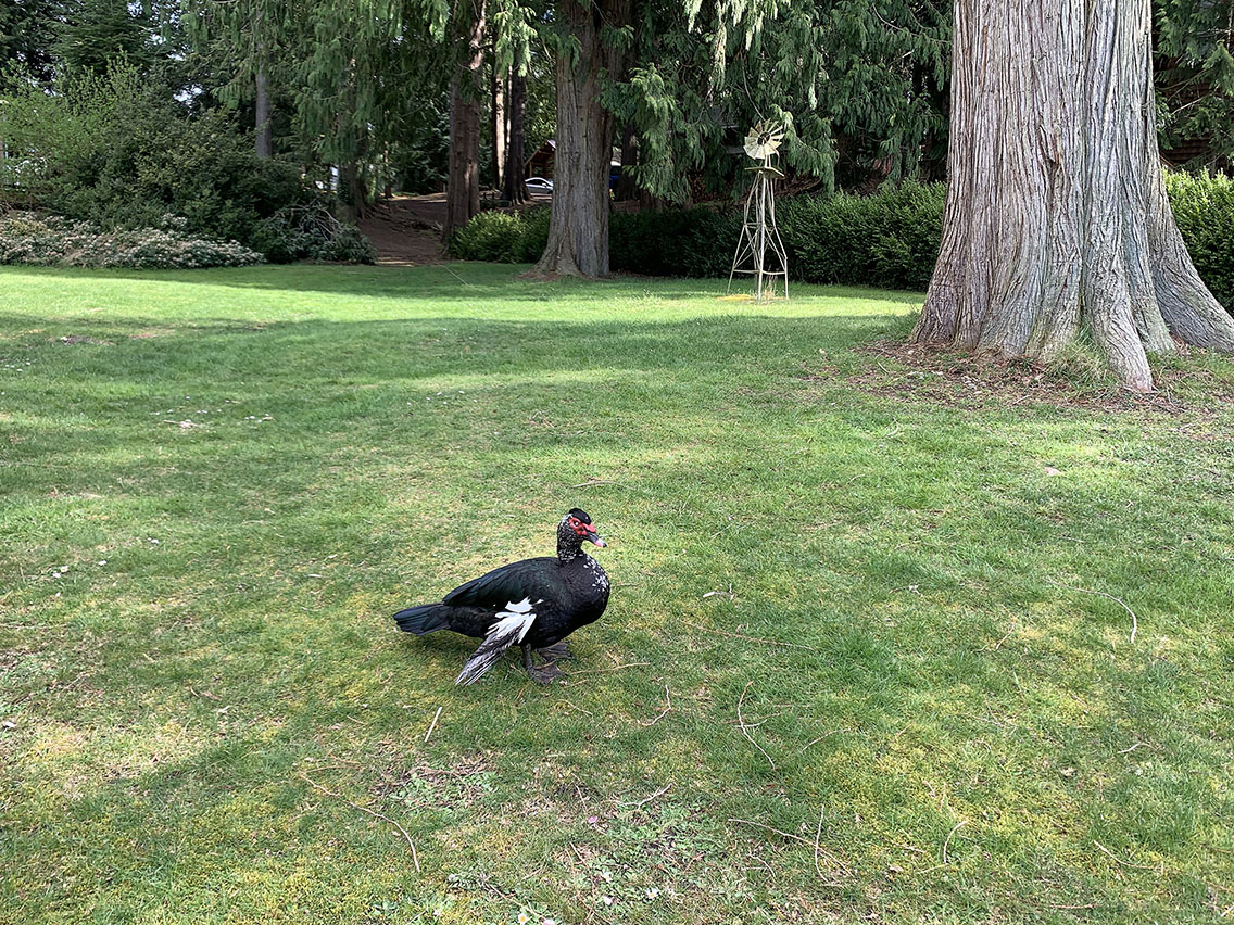 muscovy duck