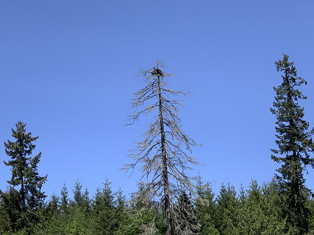 osprey nest